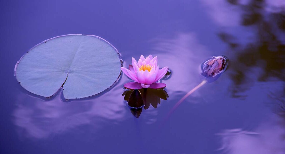 Meditation Northern Beaches, Sydney, Balmain