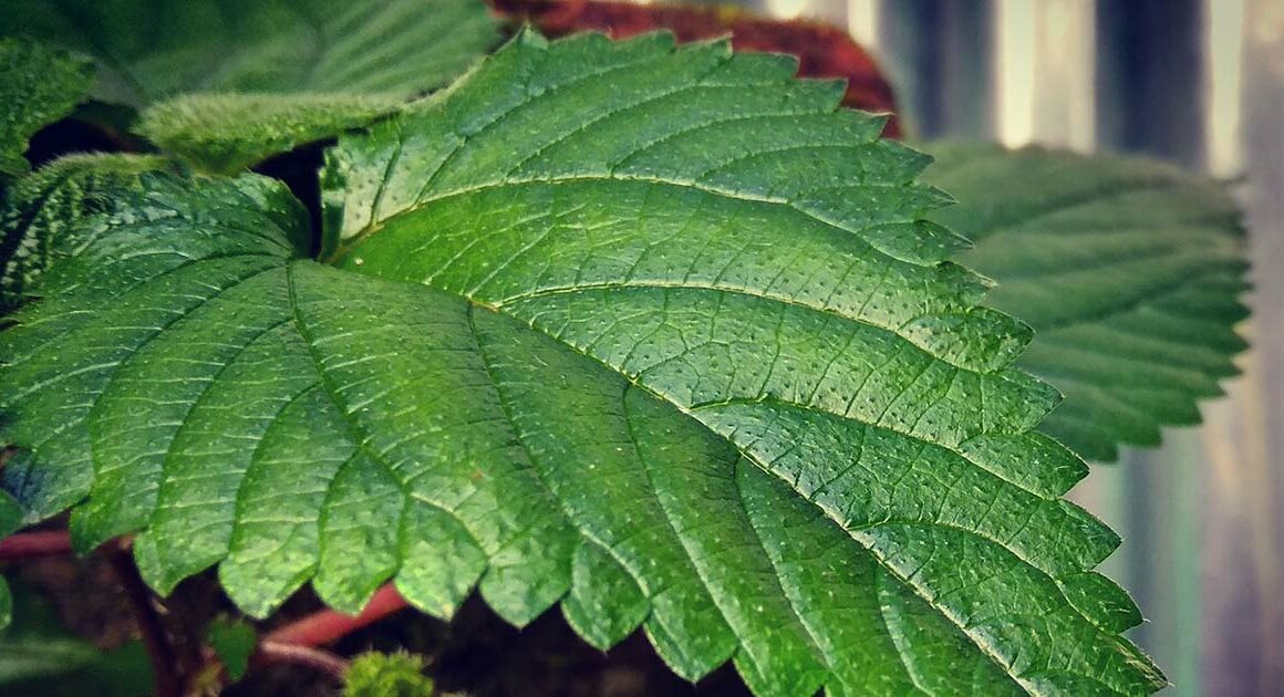 Yoga Northern Beaches, Sydney, Balmain