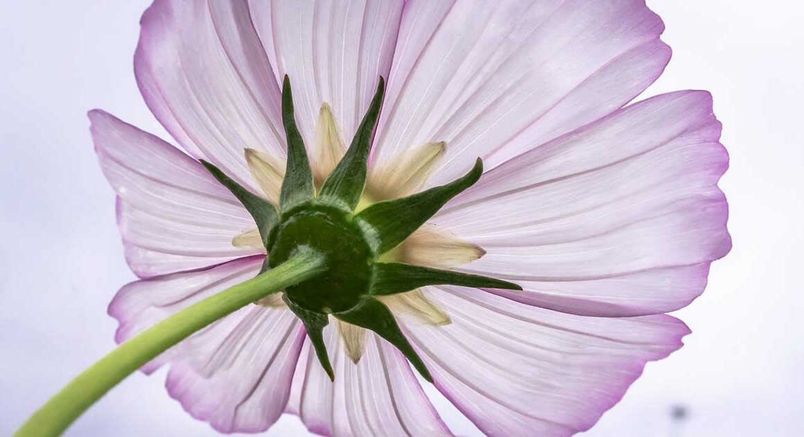 Chemotherapy, yoga for cancer support Sydney